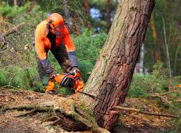 How Our Tree Care Process Works  in  Deer Park, OH