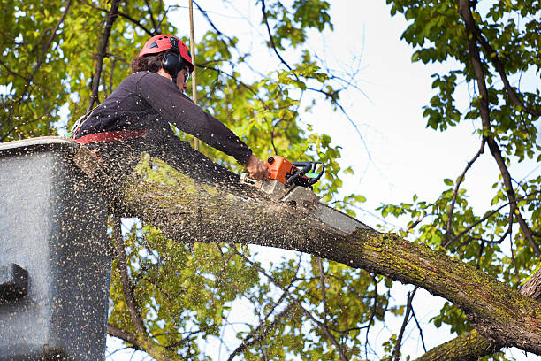 Professional Tree Services in Deer Park, OH