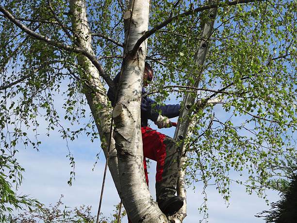 Leaf Removal in Deer Park, OH